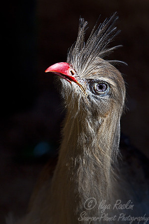 052 Red-legged Seriema (Cariama cristata) - Brazil