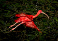 035 Scarlet Ibis (Eudocimus ruber) - Brazil