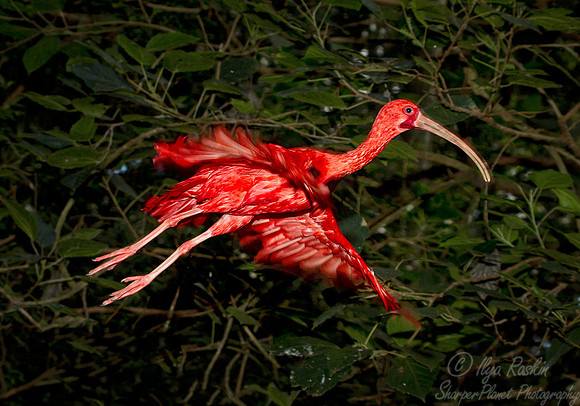 035 Scarlet Ibis (Eudocimus ruber) - Brazil