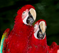039 Scarlet Macaws (Ara macao) - Brazil