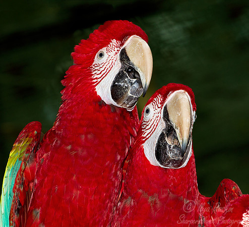 039 Scarlet Macaws (Ara macao) - Brazil