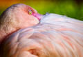 047 American Flamingo (Phoenicopterus ruber) - Brazil