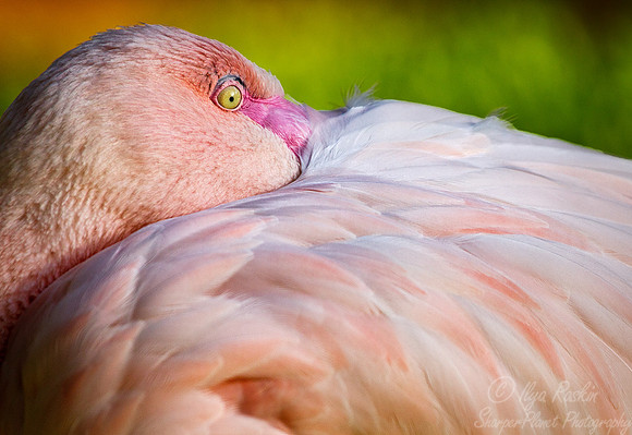 047 American Flamingo (Phoenicopterus ruber) - Brazil