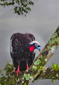 048 Black-fronted Piping-guan (Pipile jacutinga) - Brazil