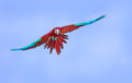 040  Scarlet Macaw (Ara macao) - Brazil