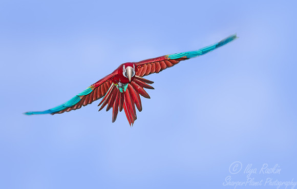 040  Scarlet Macaw (Ara macao) - Brazil