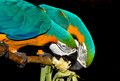 044 Blue-and-yellow Macaws (Ara ararauna) - Brazil