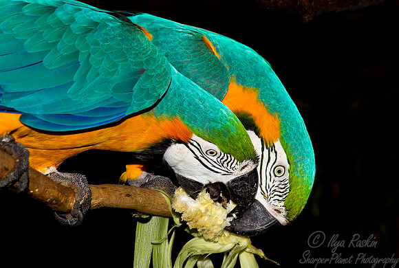 044 Blue-and-yellow Macaws (Ara ararauna) - Brazil