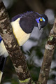 050 Plush-crested Jay (Cyanocorax chrysops) - Brazil