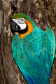 045 Blue-and-yellow Macaw (Ara ararauna) - Brazil