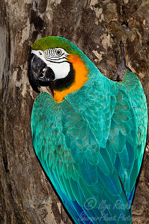 045 Blue-and-yellow Macaw (Ara ararauna) - Brazil