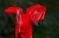 034 Scarlet Ibis (Eudocimus ruber) - Brazil
