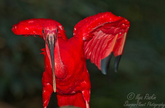034 Scarlet Ibis (Eudocimus ruber) - Brazil