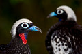 049 Black-fronted Piping-guans (Pipile jacutinga) - Brazil