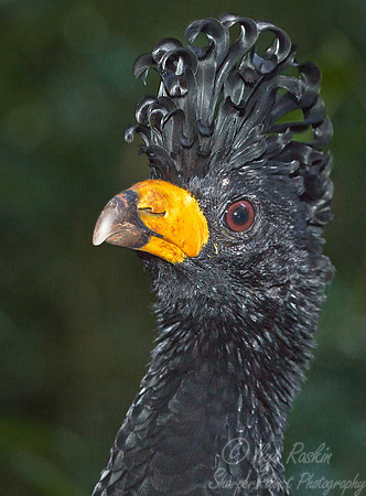 051 Bare-faced Curassow (Crax fasciolata) - Brazil