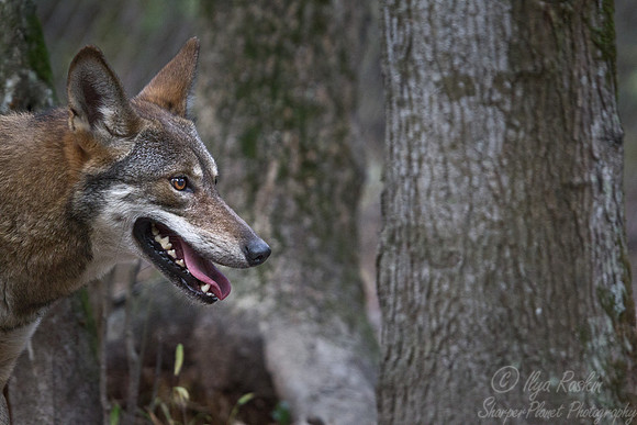 085 Red Wolf (Canis lupus rufus) - NC