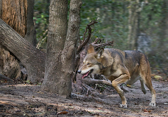 082 Red Wolf (Canis lupus rufus) - NC