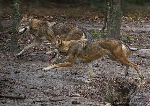 080 Red Wolves (Canis lupus rufus) - NC