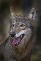 2011 NC red wolves