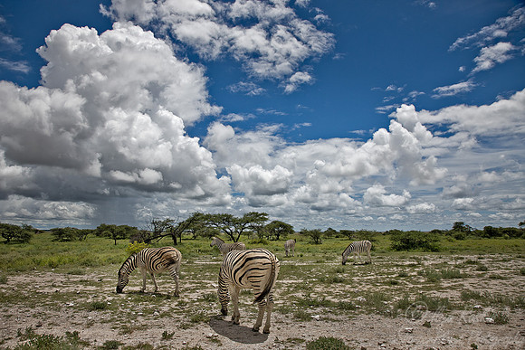 051 Plain Zebras  (Equus quagga) - Etosha Namibia