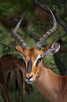 2011 Namibia 1