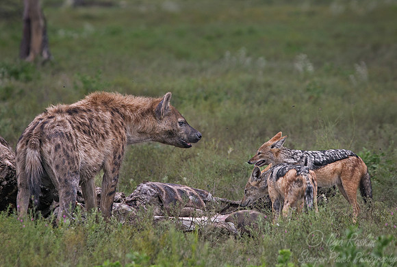 073 Spotted Hyenas with Black-backed Jackals - Etosha Namibia