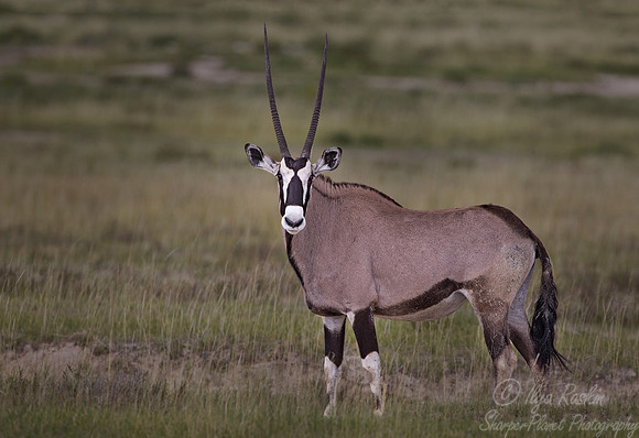 120 East African Oryx (Oryx beisa) - Etosha Namibia