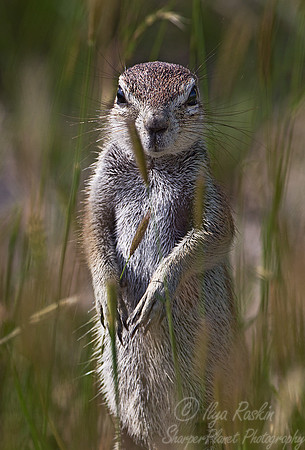 054 Cape Ground Squirrel (Xerus inauris) - Etosha Namibia