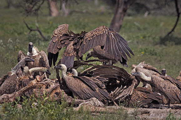 093 White-backed Vultures (Gyps africanus) - Etosha Namibia