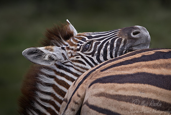 050 Plain Zebras  (Equus quagga) - Etosha Namibia
