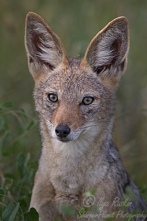 065 Black-backed Jackal (Canis mesomelas) - Etosha Namibia