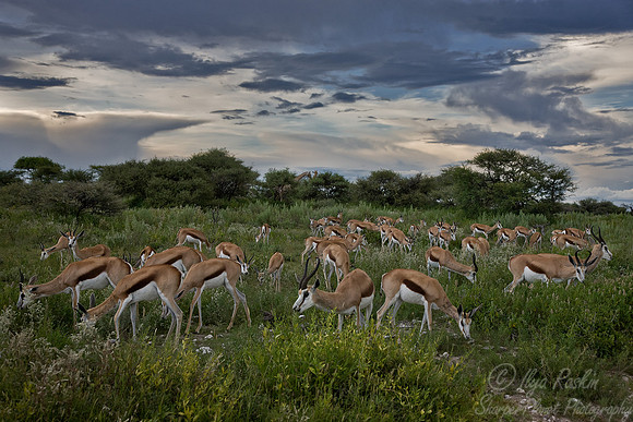 119 Springbok (Antidorcas marsupialis) - Etosha Namibia