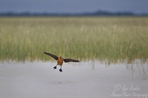 063 Fulvous Whistling Duck (Dendrocygna bicolor) - Etosha Namibia