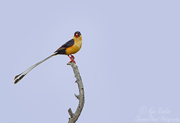 050 Shaft-tailed Whydah (Vidua regia) - Etosha Namibia