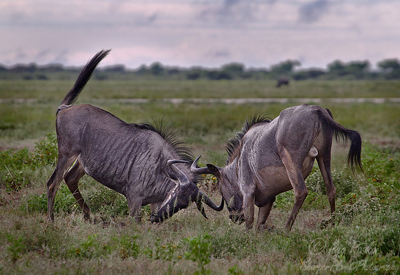 124 Blue Wildebeests (Connochaetes taurinus) - Etosha Namibia