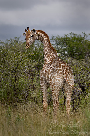 126 Giraffe (Giraffa camelopardalis) - Etosha Namibia