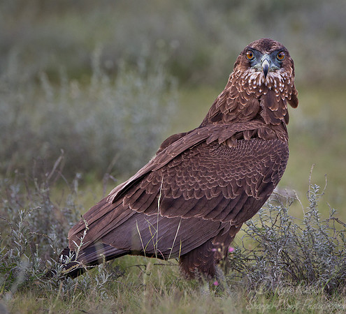 090 Tawny Eagle (Aquila rapax) - Etosha Namibia