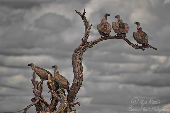 092 White-backed Vultures (Gyps africanus) - Etosha Namibia
