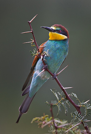047 European Bee-eater (Merops apiaster) - Namibia