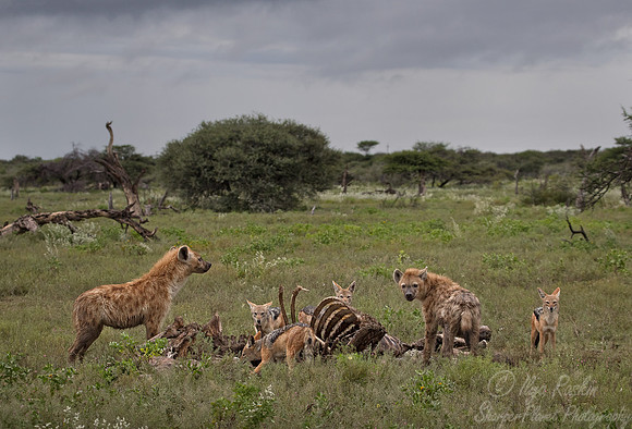 074 Spotted Hyenas with Black-backed Jackals - Etosha Namibia