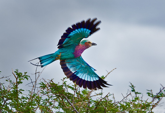 048 Lilac-breasted Roller (Coracias caudatus) - Etosha Namibia