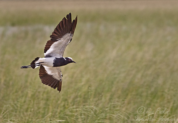 119 Blacksmith Lapwing (Vanellus armatus) - Etosha Namibia