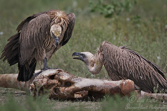 094 White-backed Vultures (Gyps africanus) - Etosha Namibia