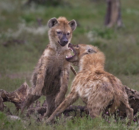071 Spotted Hyenas (Crocuta crocuta) - Etosha Namibia