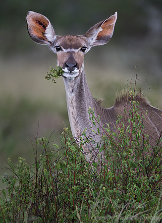 123 Greater Kudu (Tragelaphus strepsiceros) - Etosha Namibia