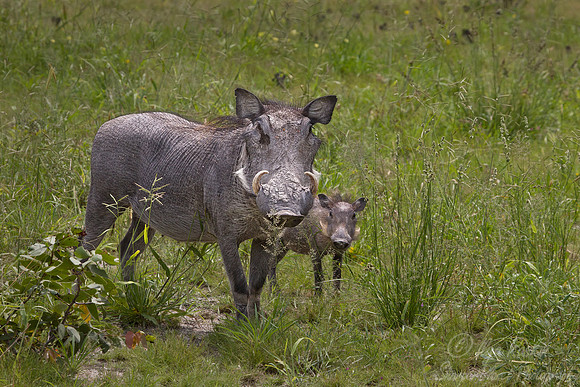 127 Common Warthogs (Phacochoerus africanus) - Etosha Namibia