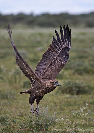089 Tawny Eagle (Aquila rapax) - Etosha Namibia