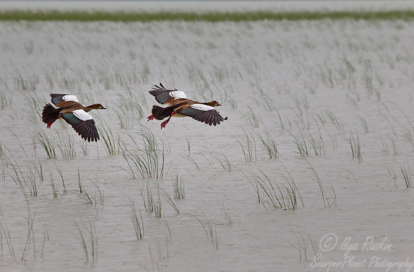 061 Egyptian Geese (Alopochen aegyptiacus) - Etosha Namibia
