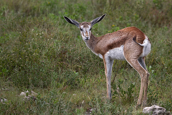 118 Springbok (Antidorcas marsupialis) - Etosha Namibia