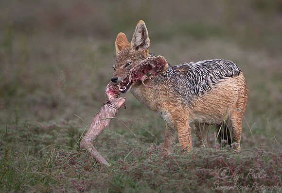 067 Black-backed Jackal (Canis mesomelas) - Etosha Namibia